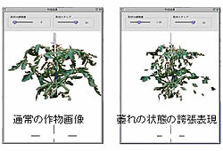 作物樹体の形状解析